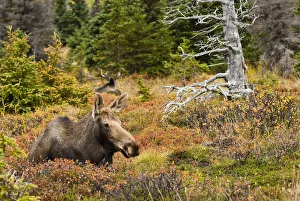 A Cow Moose Rests In A Blueberry Patch During The Autumn Rut In Chugach State Park Near Anchorage, Southcentral Alaska A Cow Moose Rests In A Blueberry Patch During The Autumn Rut In Chugach State Park Near Anchorage, Southcentral Alaska