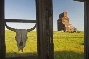 Cow Skull Hanging From An Old Window Frame With An Abandoned Grain Elevator In The Background, Ghost Town Of Bents Cow Skull Hanging From An Old Window Frame With An Abandoned Grain Elevator In The Background, Ghost Town Of Bents