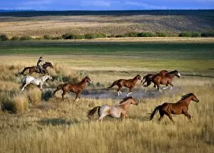 Images Dated 3rd September 2004: Cowboy Riding With Herd Of Horses; Senaca, Oregon, Usa