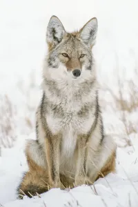 Coyote sitting in a snow covered field looking out over landscape, USA Coyote sitting in a snow covered field looking out over landscape, USA