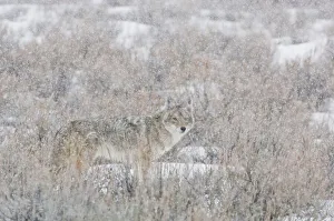 Detecting Gallery: Coyote standing in a field brush looking at camera through the falling snow, YNP, USA
