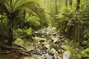 Images Dated 14th May 2009: Creek Running Through The Rainforest, Victoria, Australia