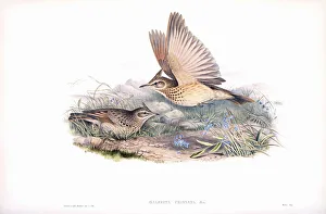 Crested lark. Galerida cristata. After a work by English ornitholgist and bird artist John Gould, 1804 - 1881 Crested lark. Galerida cristata. After a work by English ornitholgist and bird artist John Gould, 1804 - 1881