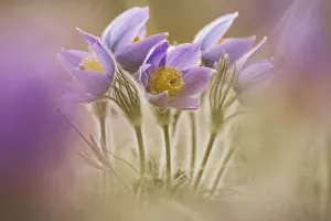 Crocus, the first flower of springtime in the Yukon; Whitehorse, Yukon, Canada Crocus, the first flower of springtime in the Yukon; Whitehorse, Yukon, Canada