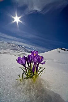 Images Dated 17th April 2007: Crocus Flower Peeking Up Through The Snow In Spring. Southcentral Alaska
