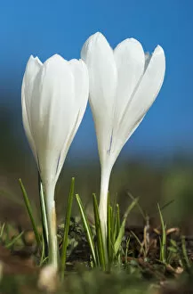 Images Dated 9th March 2013: Crocuses Bloom In Springtime; Astoria, Oregon, United States Of America