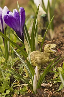 Crocuses In Bloom In Springtime With A Dinosaur Sculpture; Astoria, Oregon, United Crocuses In Bloom In Springtime With A Dinosaur Sculpture; Astoria, Oregon, United
