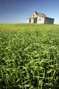 Crops And Abandoned Farmhouse, Near Leader, Saskatchewan Crops And Abandoned Farmhouse, Near Leader, Saskatchewan