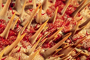 Crown-Of-Thorns Starfish, Acanthaster planci, Hawaii, USA Crown-Of-Thorns Starfish, Acanthaster planci, Hawaii, USA