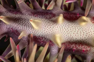 Detail of a crown of thorns starfish (Acanthaster planci), Hawaii, USA Detail of a crown of thorns starfish (Acanthaster planci), Hawaii, USA