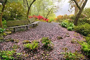 Crystal Springs Rhododendron Garden on a foggy morning, Portland, Oregon, USA Crystal Springs Rhododendron Garden on a foggy morning, Portland, Oregon, USA