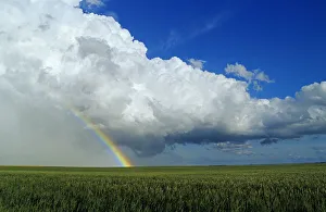 Cumulonimbus Cloud Mass And Rainbow With Wheat Field In The Foreground, Near Bromhead, Saskatchewan Cumulonimbus Cloud Mass And Rainbow With Wheat Field In The Foreground, Near Bromhead, Saskatchewan