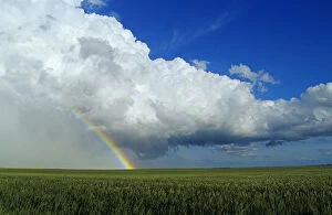 Images Dated 22nd January 2012: Cumulonimbus Cloud Mass And Rainbow With Wheat Field In The Foreground, Near Bromhead, Saskatchewan