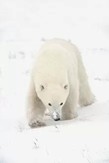 Images Dated 11th November 2006: Curious Young Polar Bear (Ursus Maritimus) Exploring; Churchill, Manitoba, Canada