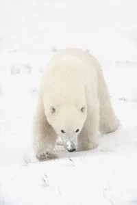 Curious Young Polar Bear (Ursus Maritimus) Exploring; Churchill, Manitoba, Canada Curious Young Polar Bear (Ursus Maritimus) Exploring; Churchill, Manitoba, Canada