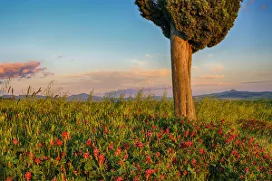 Cypress tree with flowers near sunset. Pienza, Val dŽOrcia, Tuscany, Italy Cypress tree with flowers near sunset. Pienza, Val dŽOrcia, Tuscany, Italy