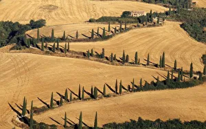 Images Dated 22nd July 2005: Cypress Tree Lined Road