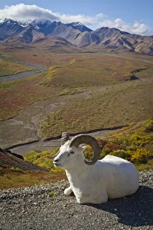 A Dall Ram Lies On Shoulder Of The Park Road Overlooking Polychrome Pass River Valley A Dall Ram Lies On Shoulder Of The Park Road Overlooking Polychrome Pass River Valley