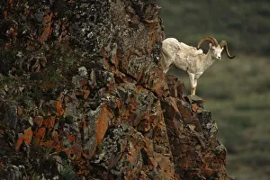 Dall Sheep Rams Perched On Rock Ledge Denali Np In Ak Summer Dall Sheep Rams Perched On Rock Ledge Denali Np In Ak Summer