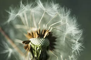 Images Dated 29th March 2013: Dandelion Seed Head; Astoria, Oregon, United States Of America