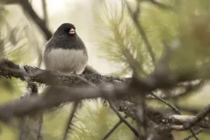 Dark-Eyed Junco (Junco hyemalis) perched on a branch in a conifer tree; Whitehorse, Yukon, Canada Dark-Eyed Junco (Junco hyemalis) perched on a branch in a conifer tree; Whitehorse, Yukon, Canada