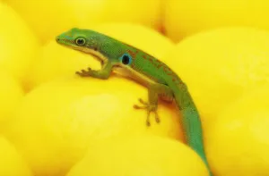 Day gecko on ear of yellow corn; British columbia canada Day gecko on ear of yellow corn; British columbia canada