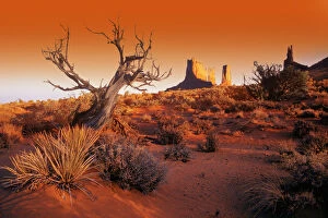 Images Dated 12th August 2002: Dead Tree In Desert Monument Valley, United States Of America