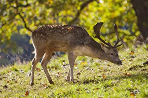 A Deer With Antlers Grazing On The Grass; North Yorkshire, England A Deer With Antlers Grazing On The Grass; North Yorkshire, England