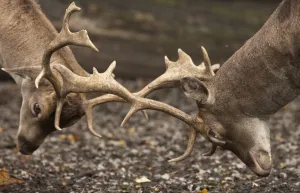 Two Deer (Cervidae) Fighting With Antlers; Northumberland, England Two Deer (Cervidae) Fighting With Antlers; Northumberland, England