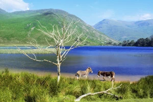Images Dated 27th July 2007: Delphi Valley, Co Mayo, Ireland; Donkeys Standing By A Still Water