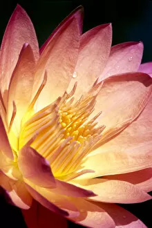 Images Dated 14th April 1999: Detailed Image Of Pink Water Lily With Yellow Inside, Extreme Close-Up