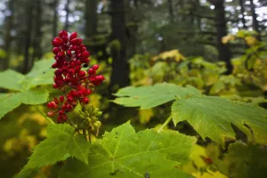 Devils Club Growing Under The Canopy Of Spruce Trees, Kodiak Island, Southwest Alaska, Fall Devils Club Growing Under The Canopy Of Spruce Trees, Kodiak Island, Southwest Alaska, Fall