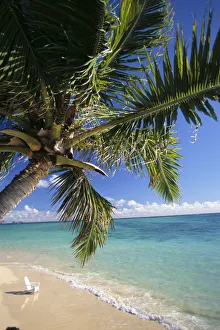 Distant View Of White Beach Chair In Shoreline Waters, Palm Tree Foreground C1743 Distant View Of White Beach Chair In Shoreline Waters, Palm Tree Foreground C1743