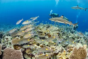 Diver and schooling bream and sharks, Yap, Micronesia Diver and schooling bream and sharks, Yap, Micronesia