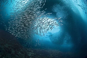 Divers and massive school of sardines in the waters off of Moalboal in Cebu, Philippines