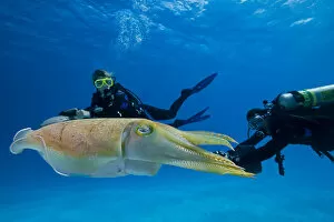 Images Dated 30th January 2005: Divers On Underwater Scooters And A Common Cuttlefish (Sepia Officinalis); Palau, Micronesia