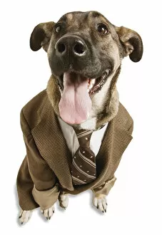 Images Dated 22nd January 2004: Dog wearing necktie and suit