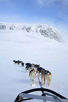 Images Dated 22nd February 2009: Dogs Pulling Sled Towards Hallingskarvet Mountain