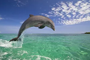Toothed Whale Gallery: Dolphin leaping from the ocean, Roatan, Honduras