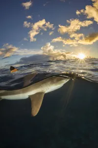 Dorsal fin of a Blacktip reef shark (Carcharhinus melanopterus) breaks the surface off the island of Yap Dorsal fin of a Blacktip reef shark (Carcharhinus melanopterus) breaks the surface off the island of Yap
