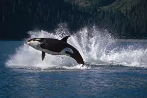 Images Dated 17th September 2004: Double Breaching Orcas Bainbridge Passage Prince William Sound Alaska Summer Southcentral