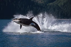 Double Breaching Orcas Bainbridge Passage Prince William Sound Alaska Summer Southcentral Double Breaching Orcas Bainbridge Passage Prince William Sound Alaska Summer Southcentral