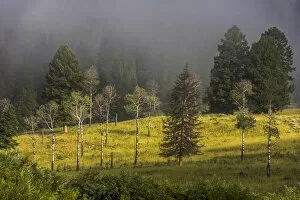 Aspen Trees Gallery: Douglas fir and aspen trees in morning fog, Yellowstone National Park, USA