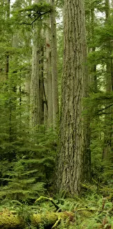 Images Dated 22nd January 2012: Douglas Firs And Sitka Spruce, Cathedral Grove, British Columbia