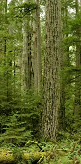 Douglas Firs And Sitka Spruce, Cathedral Grove, British Columbia Douglas Firs And Sitka Spruce, Cathedral Grove, British Columbia
