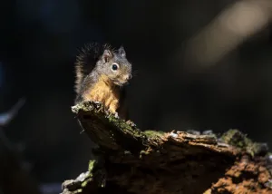 Douglas Squirrel (Tamiasciurus Douglasii) Looks Down From A Log; Ilwaco, Washington Douglas Squirrel (Tamiasciurus Douglasii) Looks Down From A Log; Ilwaco, Washington