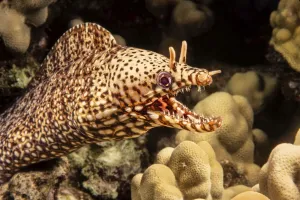 Dragon moray eel (Enchelycore pardalis) off the island of Maui, Hawaii; Maui, Hawaii, United States of America Dragon moray eel (Enchelycore pardalis) off the island of Maui, Hawaii; Maui, Hawaii, United States of America