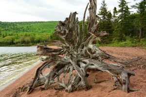 Boreal Forest Gallery: Driftwood Tree Trunks Warren Lake Beaches Water