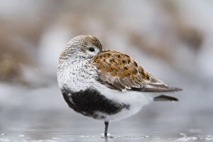 Mud Flats Gallery: Dunlin Roosting With Western Sandpipers On Mudflats Of Hartney Bay