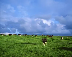 Dunluce Castle, Co Antrim, Ireland; Friesian Cattle Dunluce Castle, Co Antrim, Ireland; Friesian Cattle